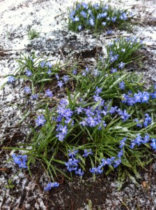 再び雪のベールに包まれた青い花 2016-4-11