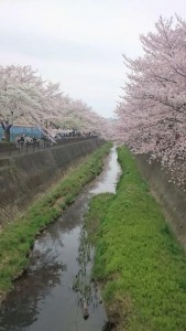 三沢川の桜 from HS