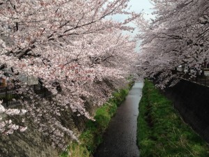 三沢川の桜 from TT