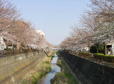 三沢川沿いの桜